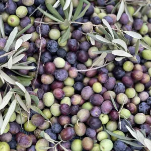Zeytin 8